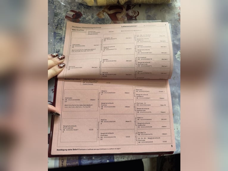 Alt-Oldenburgo Yegua 20 años 170 cm Castaño oscuro in Chursdorf