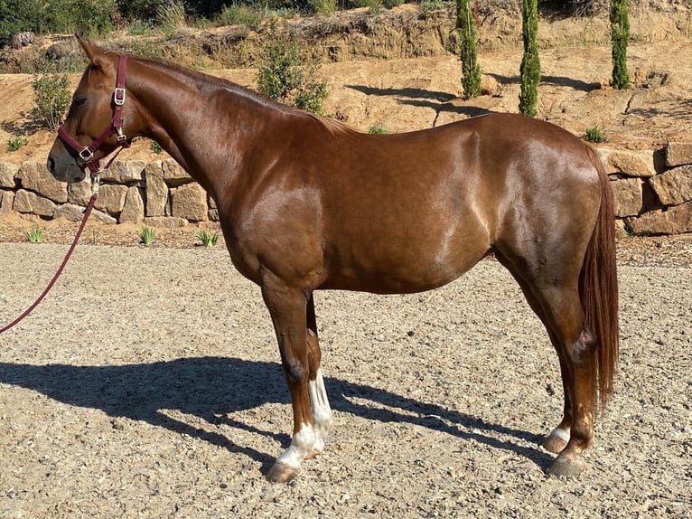 Alt-Oldenburgo Yegua 4 años 162 cm Castaño claro in Argentona