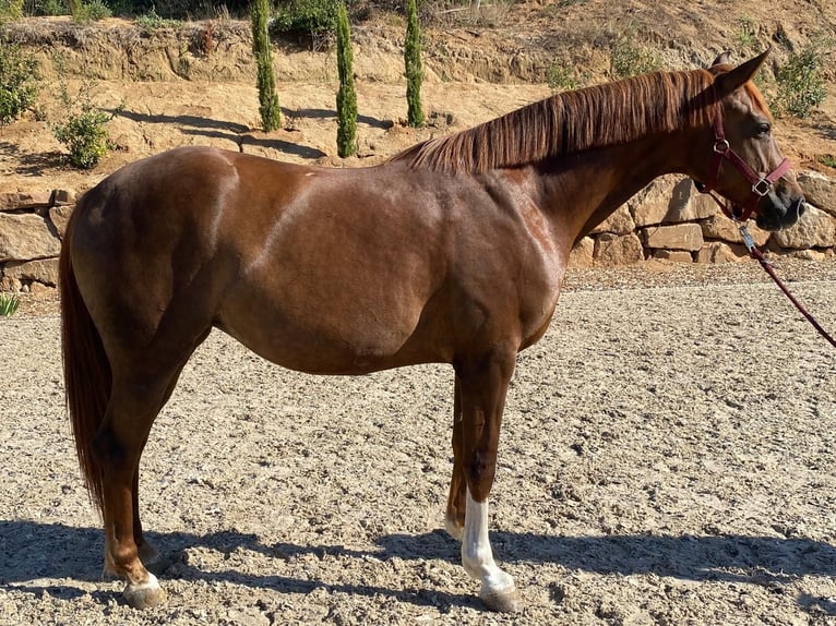 Alt-Oldenburgo Yegua 4 años 162 cm Castaño claro in Argentona
