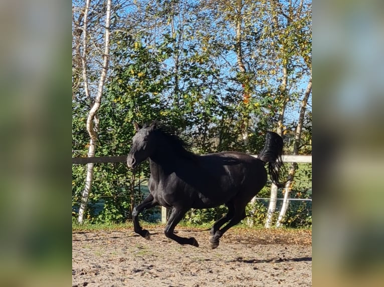 Alt-Oldenburgo Yegua 4 años 164 cm Negro in Moormerland