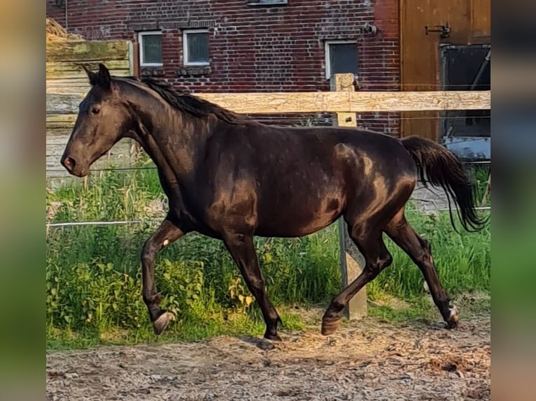 Alt-Oldenburgo Yegua 4 años 164 cm Negro in Moormerland