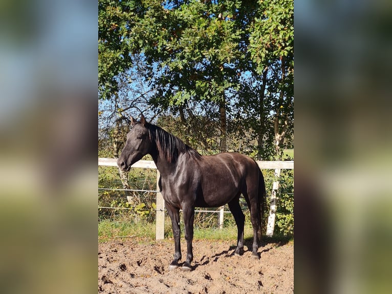 Alt-Oldenburgo Yegua 4 años 164 cm Negro in Moormerland