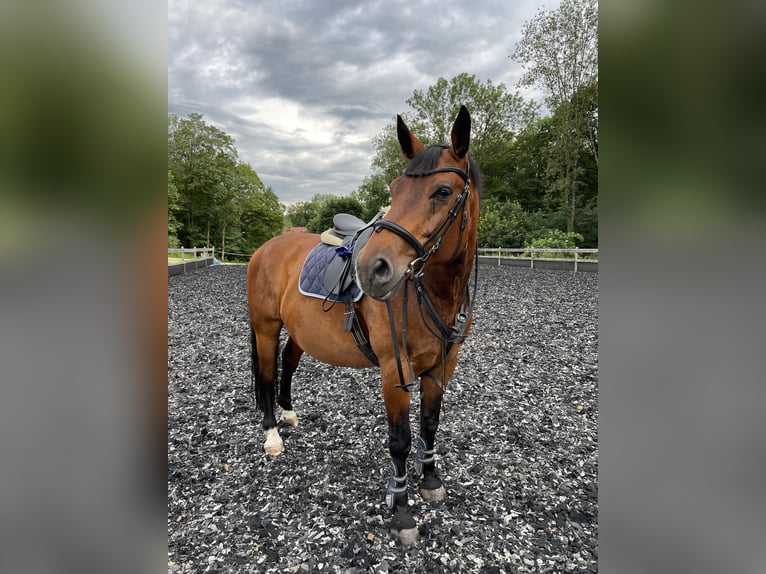 Alt-Württemberger Castrone 15 Anni 169 cm Baio in Gingen an der Fils