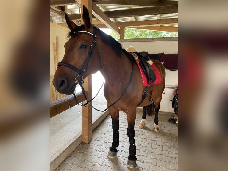 Alt-Württemberger Castrone 15 Anni 169 cm Baio in Gingen an der Fils