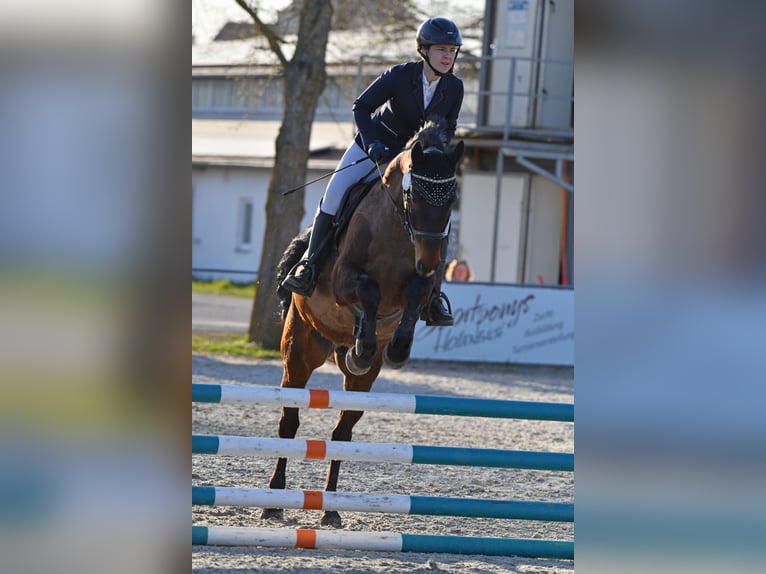Alt-Württemberger Castrone 7 Anni 159 cm Baio in Waldenburg