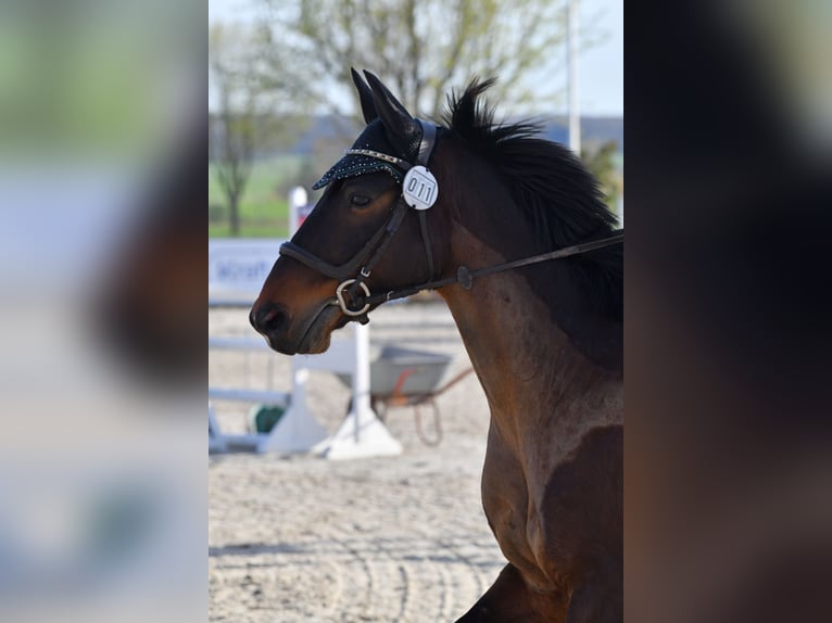 Alt-Württemberger Castrone 7 Anni 159 cm Baio in Waldenburg
