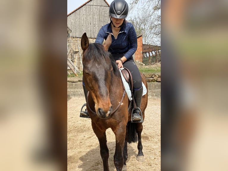 Alt-Württemberger Castrone 8 Anni 159 cm Baio in Waldenburg