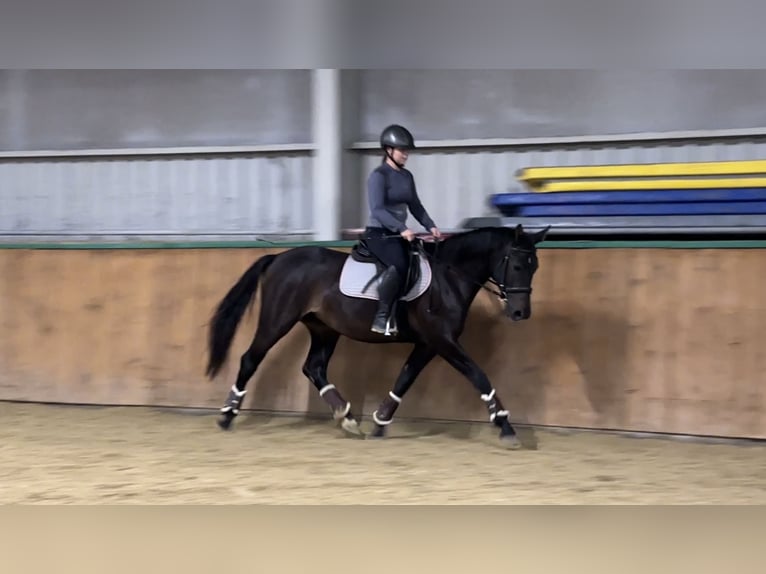 Alt-Württemberger Giumenta 3 Anni 155 cm Baio scuro in Brackenheim