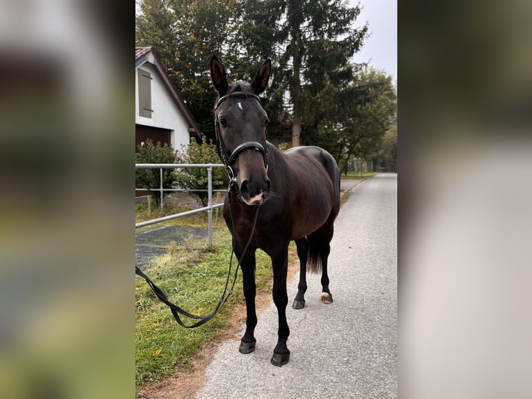 Alt-Württemberger Giumenta 3 Anni 155 cm Baio scuro in Brackenheim