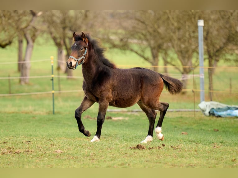 Alt-Württemberger Hengst 1 Jaar 138 cm Donkerbruin in Horgenzell