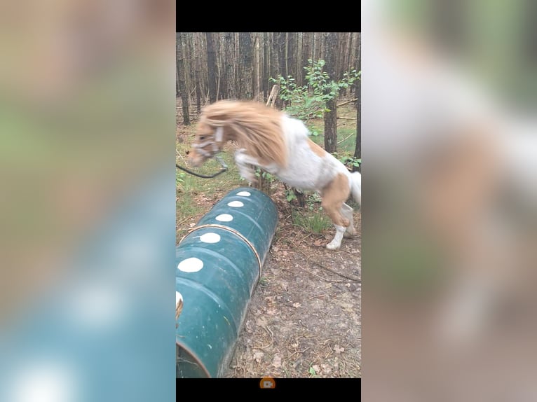 Alt-Württemberger Hengst 2 Jaar 75 cm Gevlekt-paard in Pelt