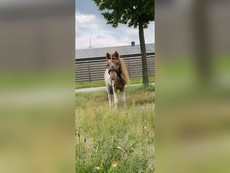 Alt-Württemberger Hengst 2 Jaar 75 cm Gevlekt-paard in Pelt