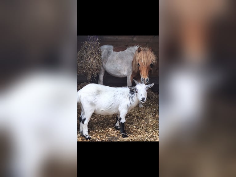 Alt-Württemberger Hengst 2 Jaar 75 cm Gevlekt-paard in Pelt