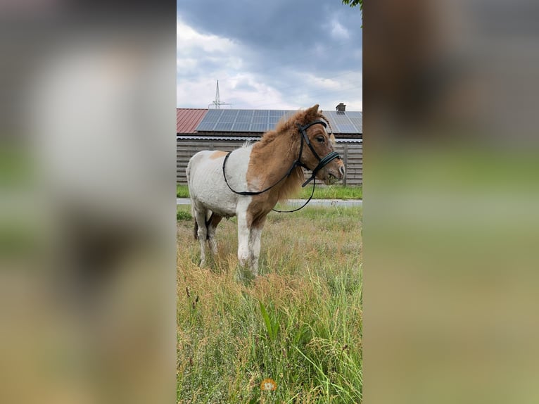 Alt-Württemberger Hengst 2 Jahre 75 cm Schecke in Pelt