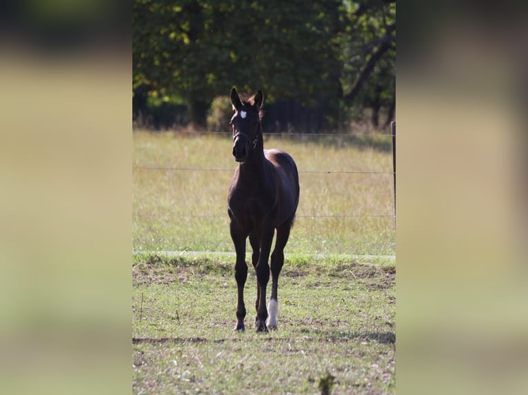 Alt-Württemberger Hengst Veulen (05/2026) 160 cm Donkerbruin in Brackenheim