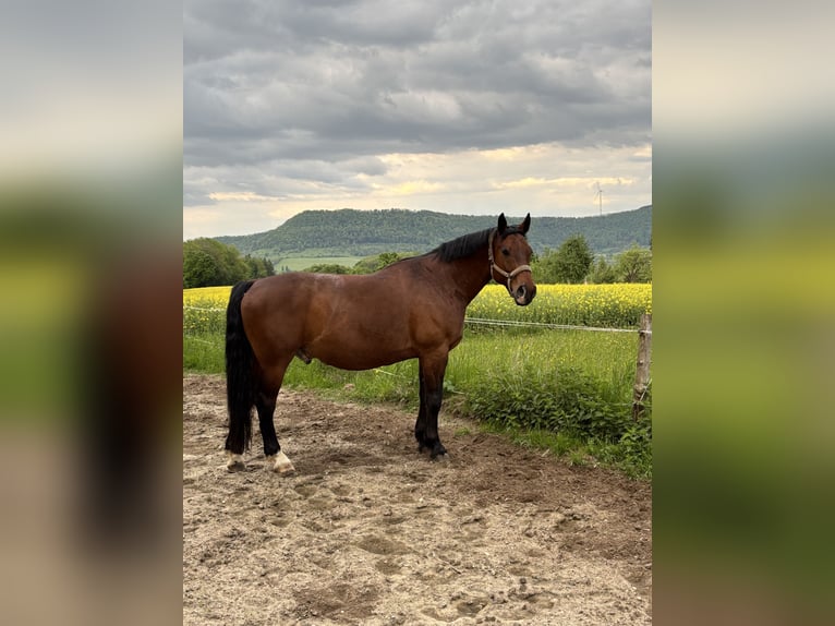 Alt-Württemberger Hongre 15 Ans 169 cm in Gingen an der Fils