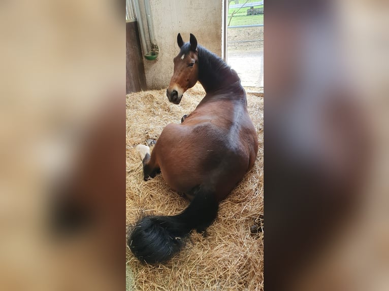 Alt-Württemberger Hongre 31 Ans 164 cm Bai in Metzingen