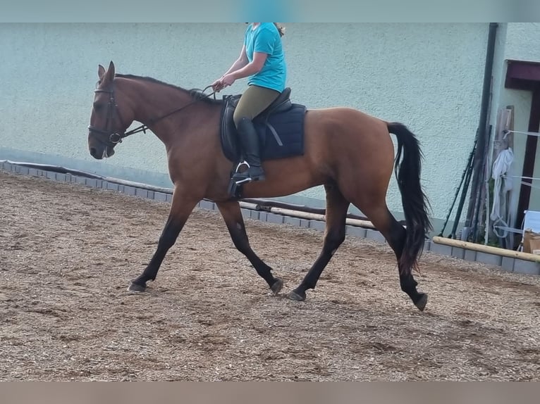 Alt-Württemberger Hongre 3 Ans 162 cm Bai in Ebenweiler