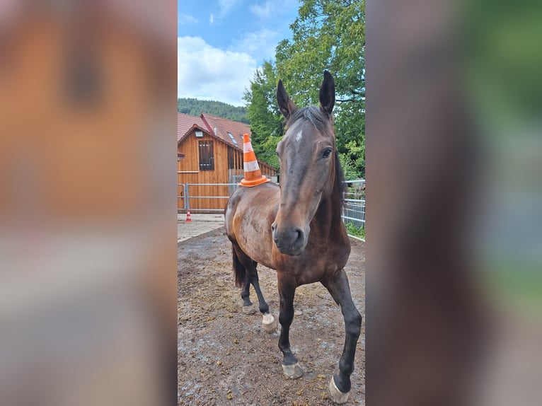 Alt-Württemberger Hongre 5 Ans 165 cm Bai in Rudersberg