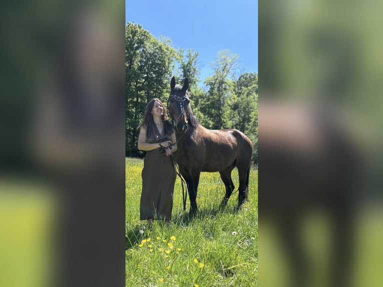 Alt-Württemberger Hongre 7 Ans 159 cm Bai in Waldenburg