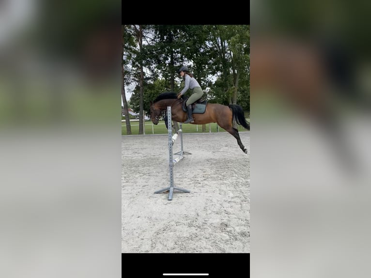 Alt-Württemberger Hongre 8 Ans 159 cm Bai in Waldenburg