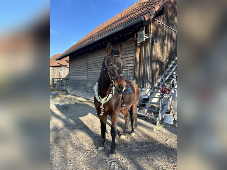 Alt-Württemberger Hongre 8 Ans 159 cm Bai in Waldenburg