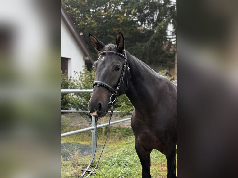 Alt-Württemberger Jument 3 Ans 155 cm Bai brun in Brackenheim