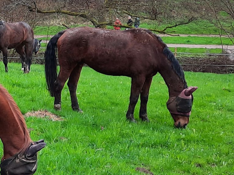 Alt-Württemberger Jument 9 Ans 165 cm Bai in Hasel