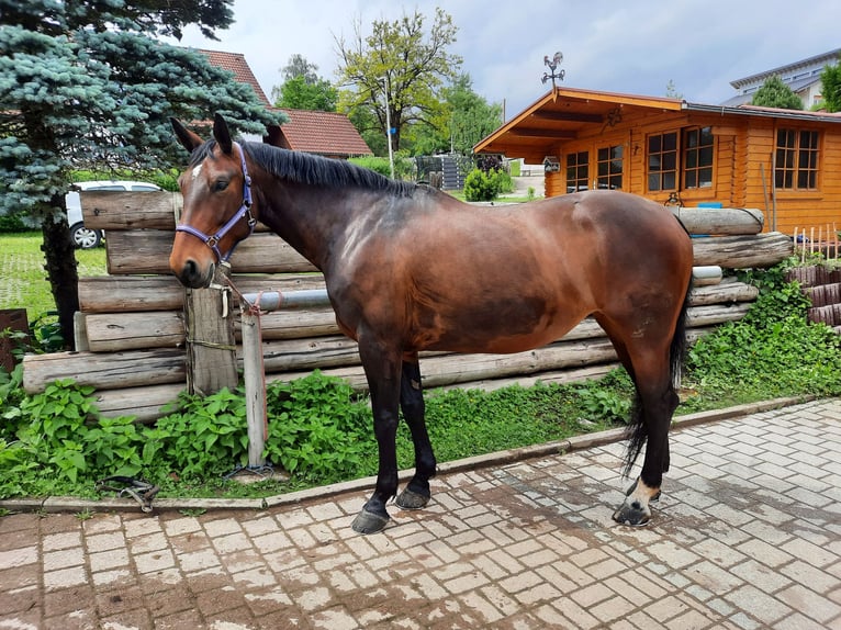 Alt-Württemberger Jument 9 Ans 165 cm Bai in Hasel