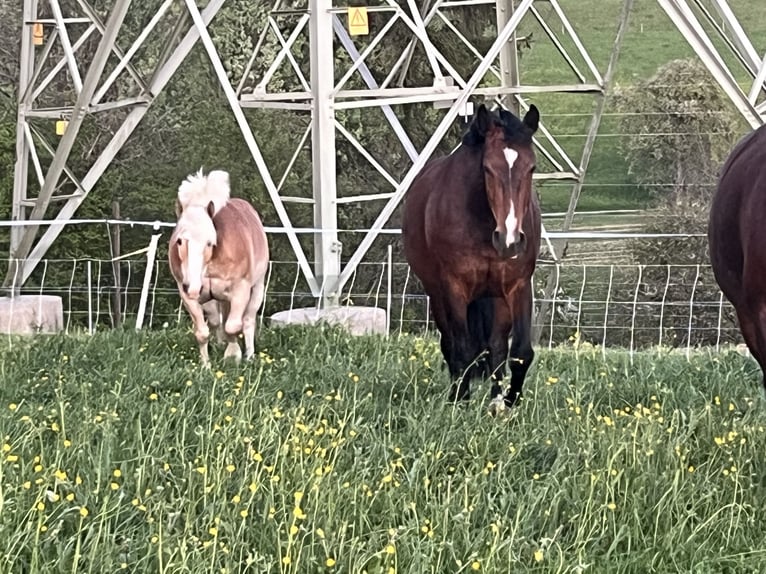 Alt-Württemberger Klacz 3 lat 153 cm Gniada in Schwörstadt