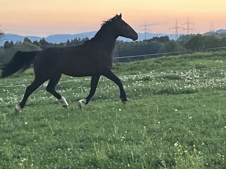 Alt-Württemberger Merrie 3 Jaar 153 cm Bruin in Schwörstadt