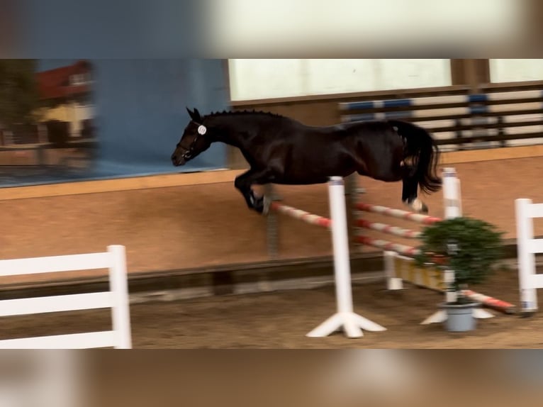Alt-Württemberger Merrie 3 Jaar 153 cm Bruin in Schwörstadt