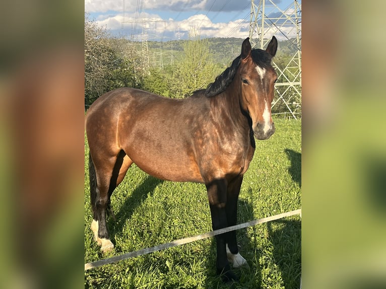 Alt-Württemberger Merrie 3 Jaar 153 cm Bruin in Schwörstadt