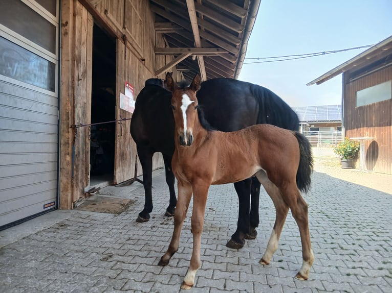 Alt-Württemberger Merrie Veulen (06/2026) Bruin in Alfdorf