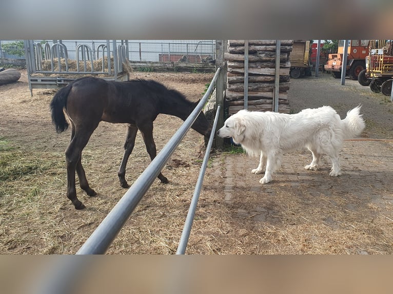 Alt-Württemberger Merrie Veulen (04/2025) Zwartbruin in Merklingen
