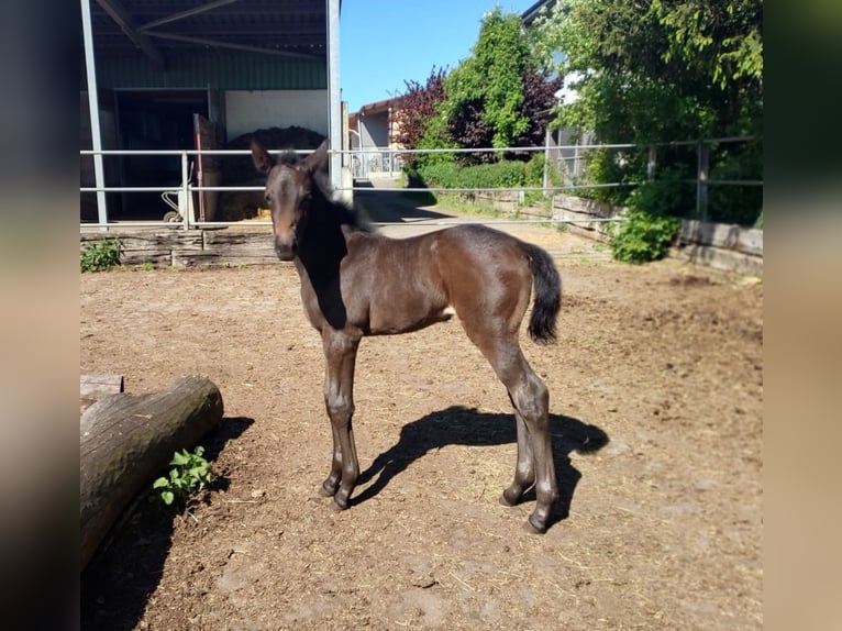 Alt-Württemberger Merrie Veulen (04/2025) Zwartbruin in Merklingen