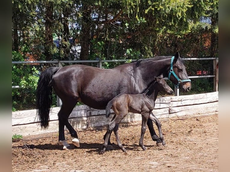 Alt-Württemberger Merrie Veulen (04/2025) Zwartbruin in Merklingen