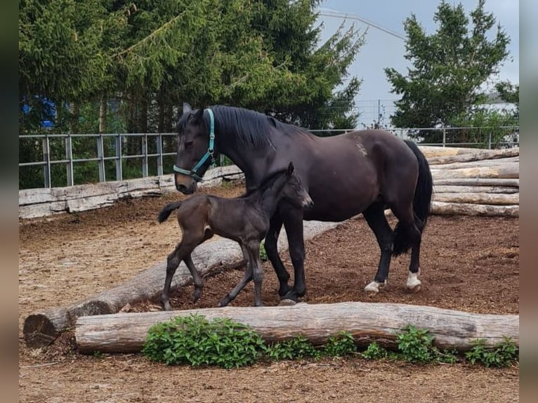 Alt-Württemberger Merrie Veulen (04/2025) Zwartbruin in Merklingen