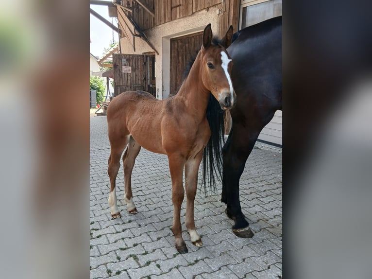 Alt-Württemberger Stute Fohlen (06/2026) Brauner in Alfdorf