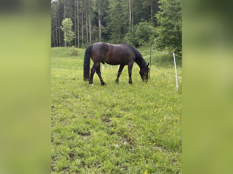 Alt-Württemberger Wałach 5 lat 165 cm Gniada in Rudersberg