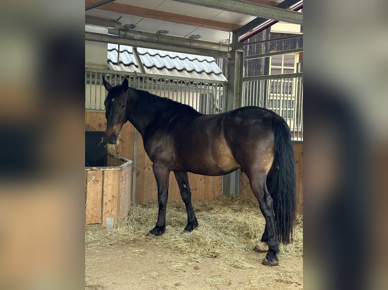 Alt-Württemberger Wallach 5 Jahre 165 cm Brauner in Rudersberg