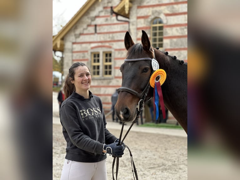 Alt-Württemberger Wallach 7 Jahre 159 cm Brauner in Waldenburg