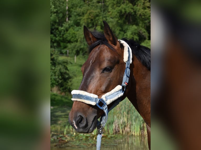 Alt-Württemberger Wallach 7 Jahre 159 cm Brauner in Waldenburg