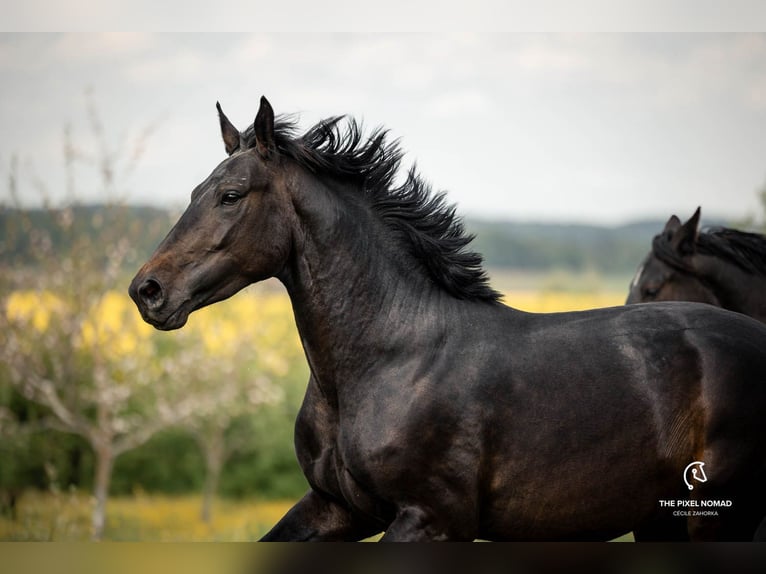 Alt-Wurtemberger Caballo castrado 3 años 163 cm Castaño in Laichingen Machtolsheim