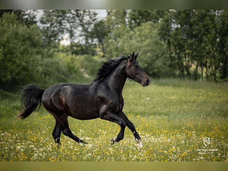 Alt-Wurtemberger Caballo castrado 3 años 163 cm Castaño in Laichingen Machtolsheim