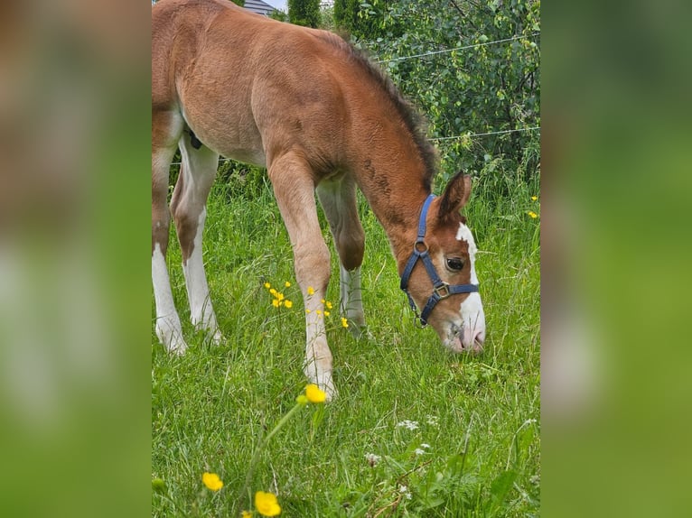 Alt-Wurtemberger Semental 1 año 162 cm Castaño in Laichingen