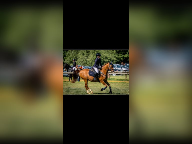 Altér Real Mestizo Caballo castrado 20 años 148 cm Alazán in Wesel