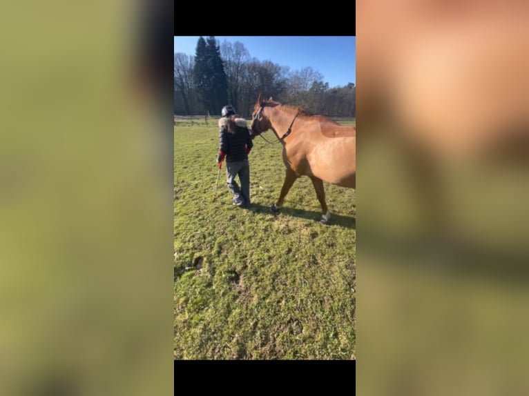 Altér Real Mestizo Caballo castrado 20 años 148 cm Alazán in Wesel