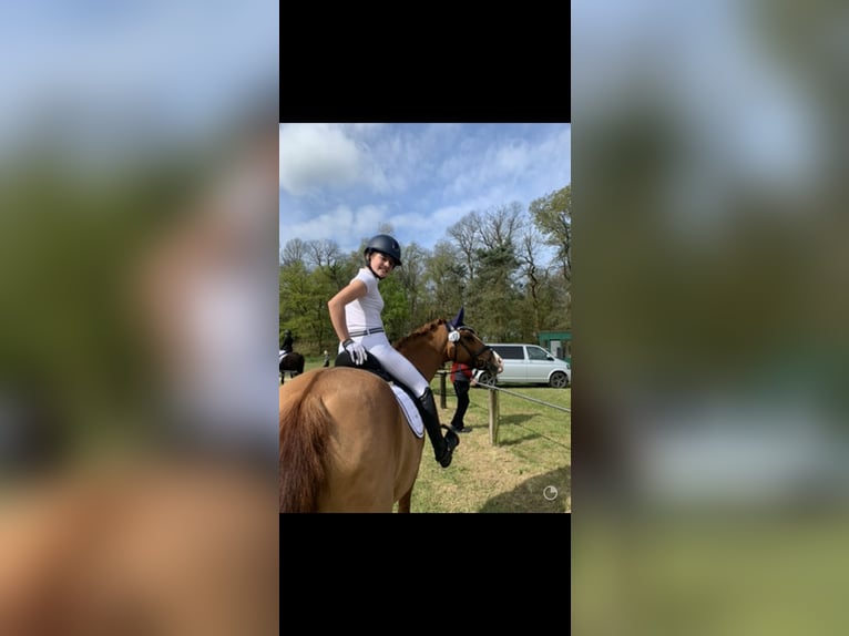 Altér Real Mestizo Caballo castrado 20 años 148 cm Alazán in Wesel