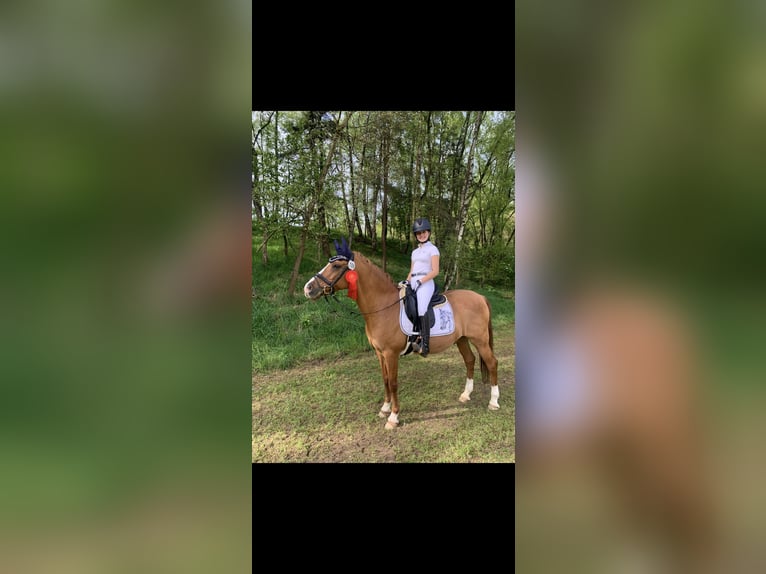 Altér Real Mestizo Caballo castrado 20 años 148 cm Alazán in Wesel